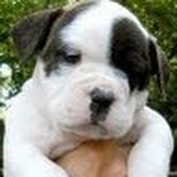 Meet your Posher, Bridget - Picture 1 of 1